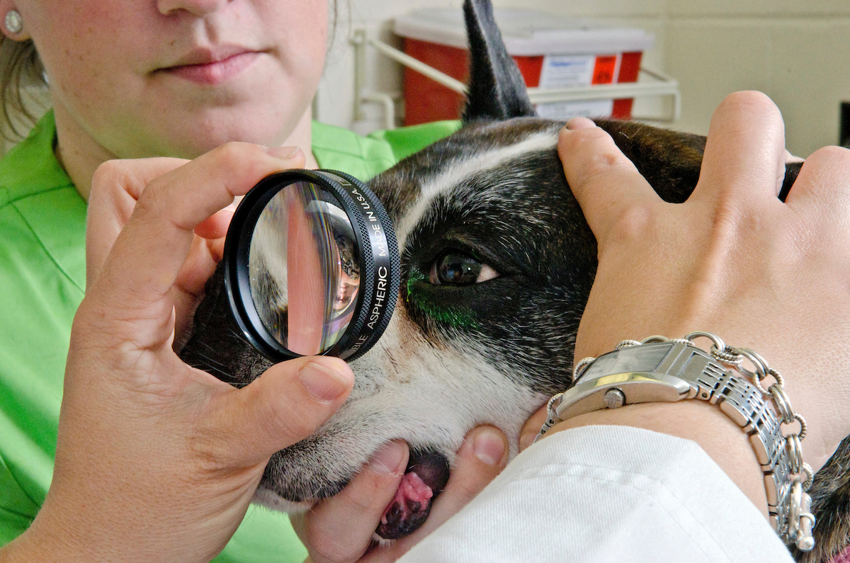 A dog gets an eye exam