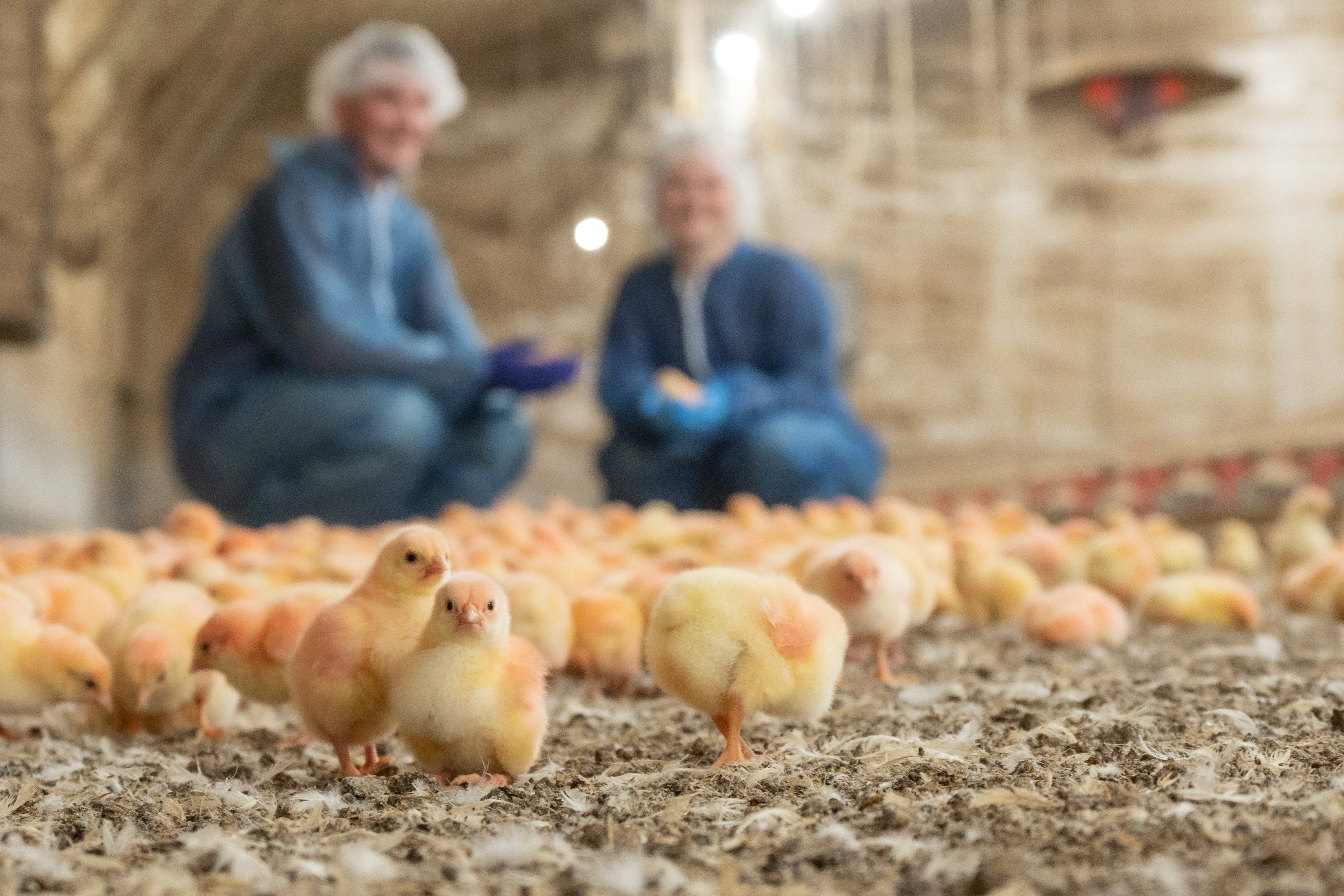 Chicks in focus with students looking on in the background