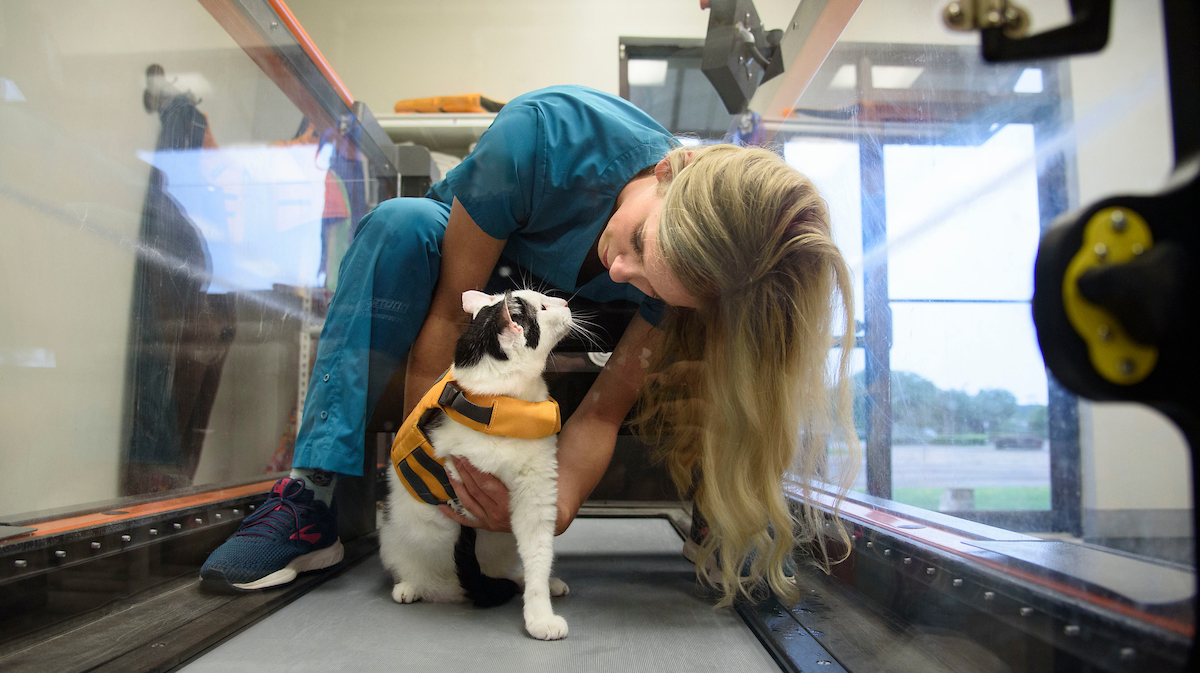 Vet tech providing cat therapy