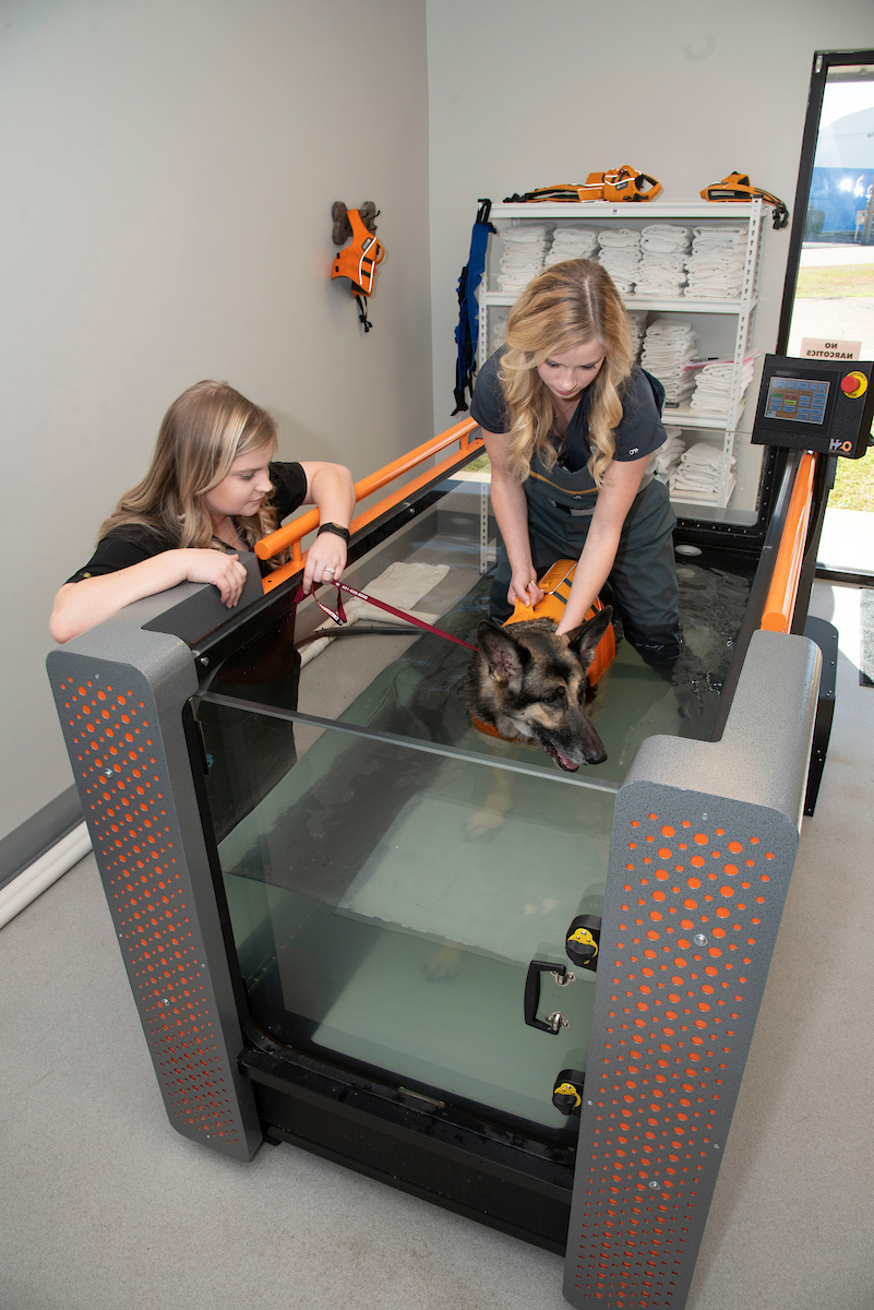 Two vet techs providing water therapy to a dog.