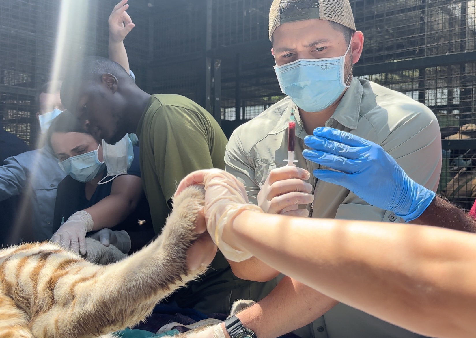 Josh Saldena Treats a lion in the wild