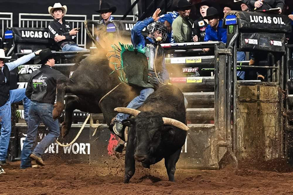 A rodeo bull that was recently treated at the College of Veterinary Medicine at Mississippi State University