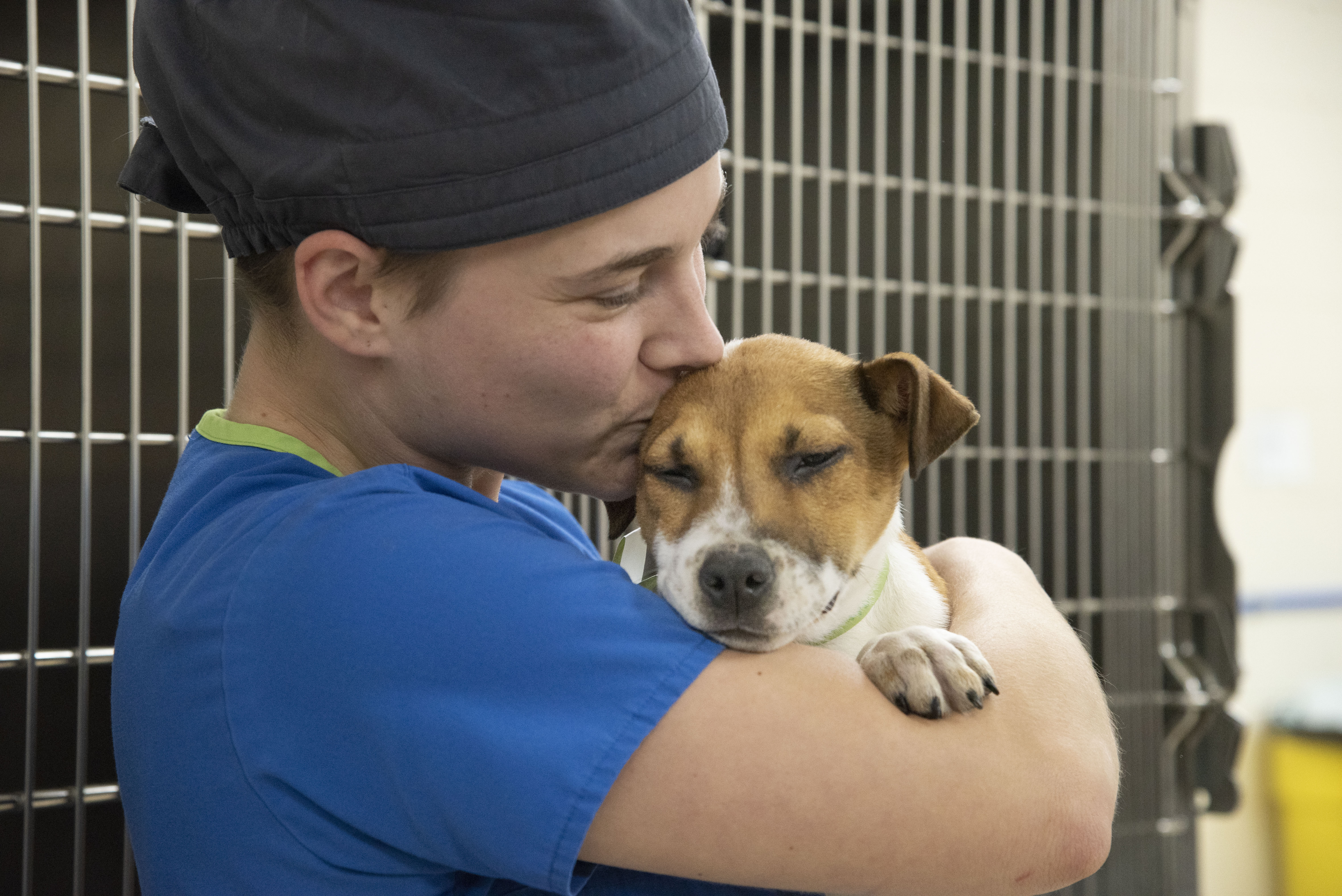 A veterinarian kisses a dog 