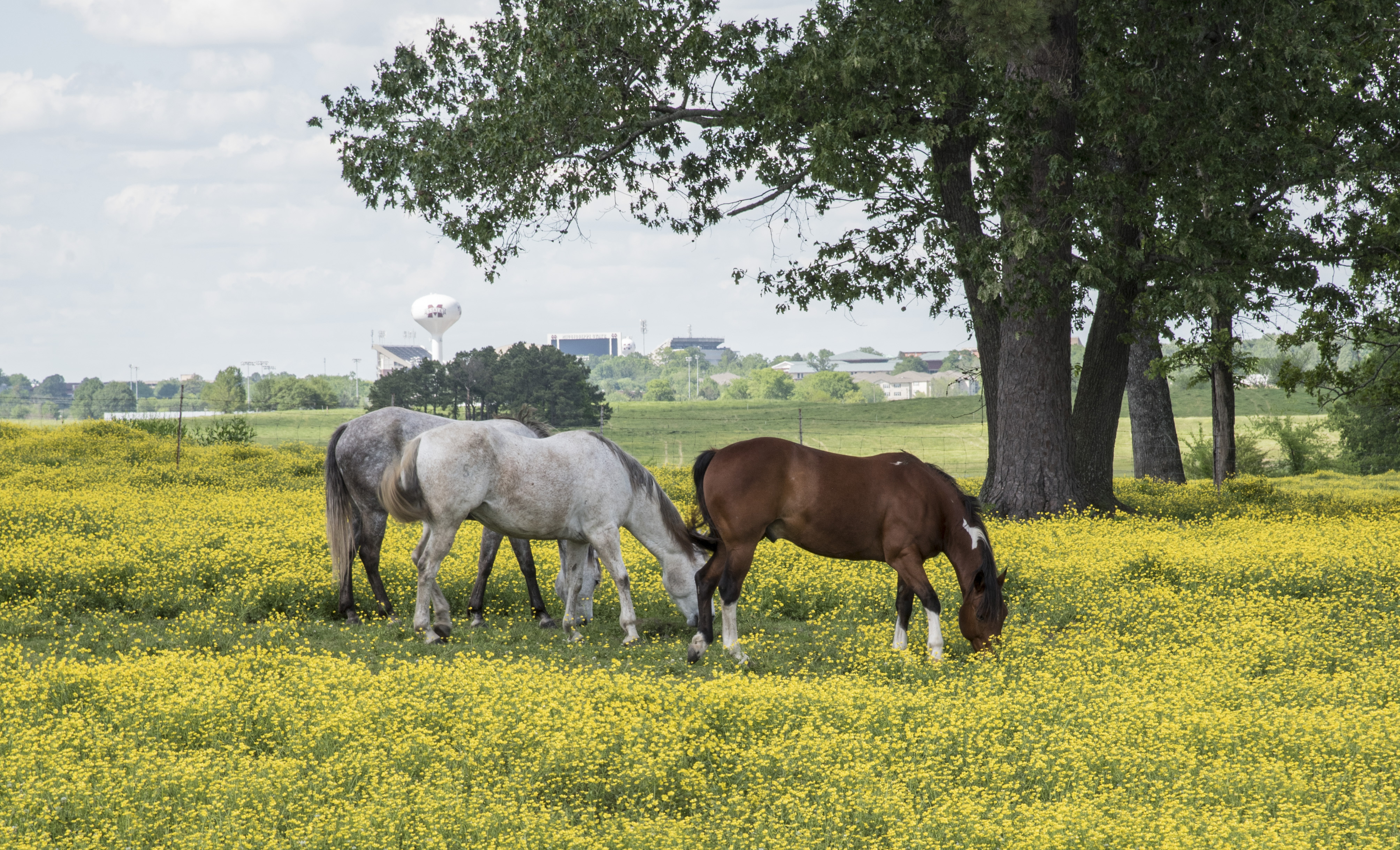 A picture of two horses in a field