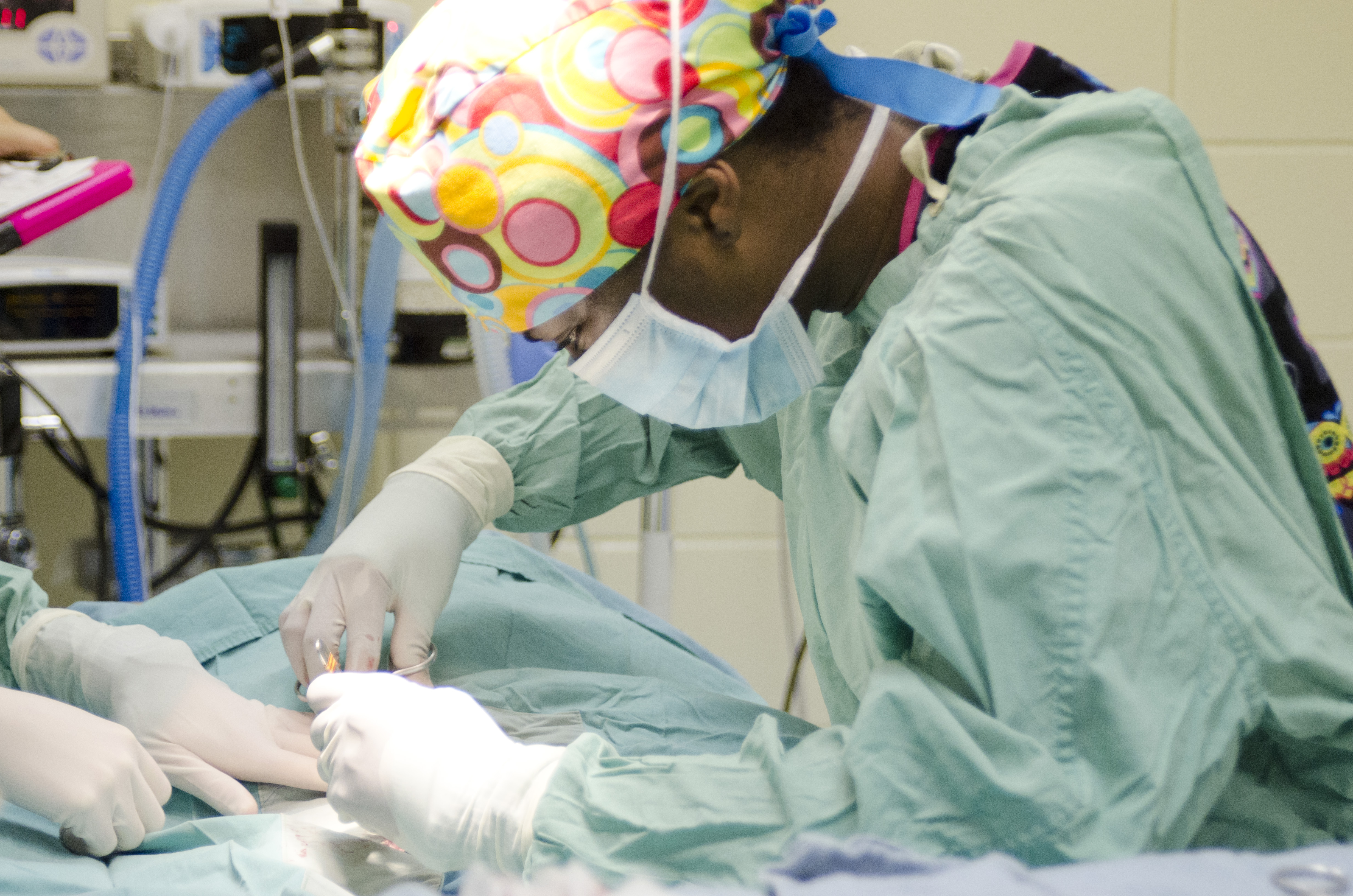 A veterinarian performs surgery