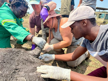 Students working to help an elephant in Uganda.